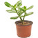 Crassula (Money Tree) plant in a pot.